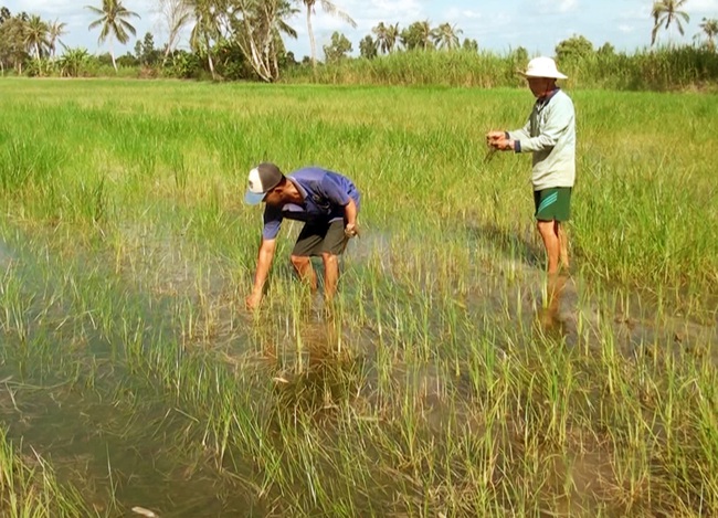 Giữ hay giảm diện tích đất lúa ĐBSCL (Bài 6): Giữ đất lúa mà nông dân vẫn nghèo thì có nên không? - Ảnh 3.