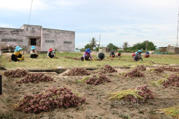 Ninh Thuận: Hành tím được mùa được giá, nông dân khấp khởi mừng  - Ảnh 4.