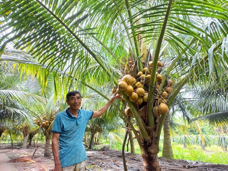 Trồng dừa xiêm Mã Lai, trái ra đều đều, tiền vô lai rai, nông dân ở xã này của Vĩnh Long sống khỏe - Ảnh 1.