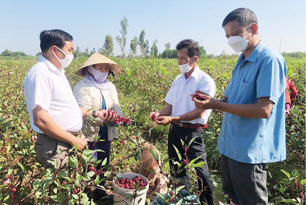 Trồng thử nghiệm cây atiso đỏ, ruộng đẹp như phim, ai ngờ nông dân TT-Huế lại kiếm bộn tiền - Ảnh 1.