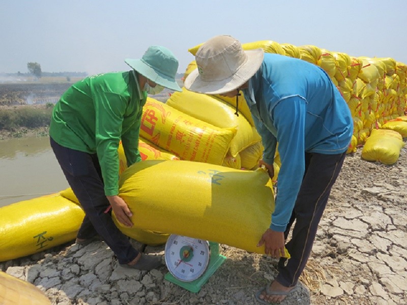 Việt Nam đã xuất khẩu gần 4,2 triệu tấn gạo, cao kỷ lục - Ảnh 1. Việt Nam đã xuất khẩu gần 4,2 triệu tấn gạo, cao kỷ lục - Ảnh 1.