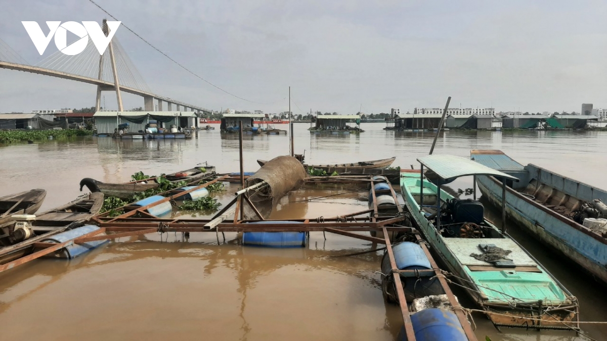 Cám cảnh như nông dân nuôi cá ở Tiền Giang, bán cả lồng bè vì thua lỗ - Ảnh 1.