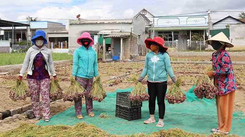 Trúng mùa hành tím vụ nam, nông dân Ninh Thuận phấn khởi - Ảnh 1.