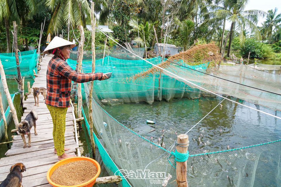 Nuôi cá rô, cá lóc trong dèo lưới mùa nước nổi, nông dân Cà Mau lãi hàng trăm triệu - Ảnh 1.