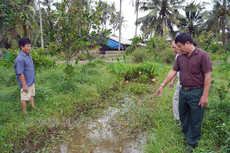 Đào rãnh trong vườn nuôi chơi chơi loài ốc đặc sản này, ông nông dân Bến Tre bất ngờ có thêm khoản tiền - Ảnh 1.