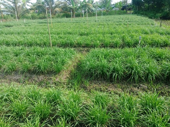 Trồng thứ rau trông như cây hành, thơm khắp ruộng, nông dân Hậu Giang lãi hàng triệu/tháng - Ảnh 1.