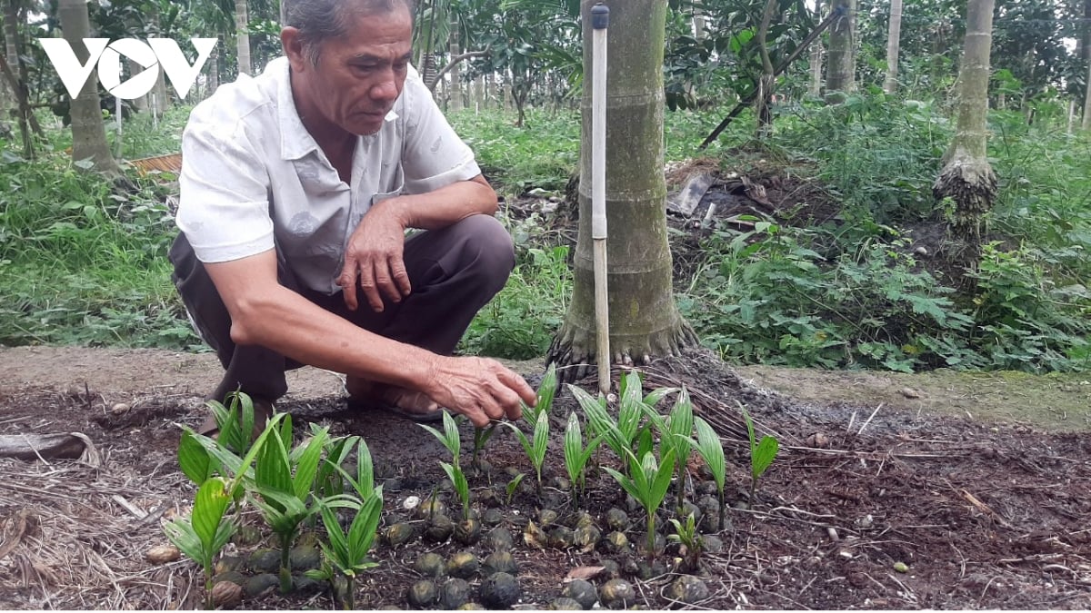 Trồng thứ cây thấp tè đã ra trái từng chùm, ngỡ trồng chơi, nay bất ngờ ông nông dân Tiền Giang thu nửa tỷ - Ảnh 4.