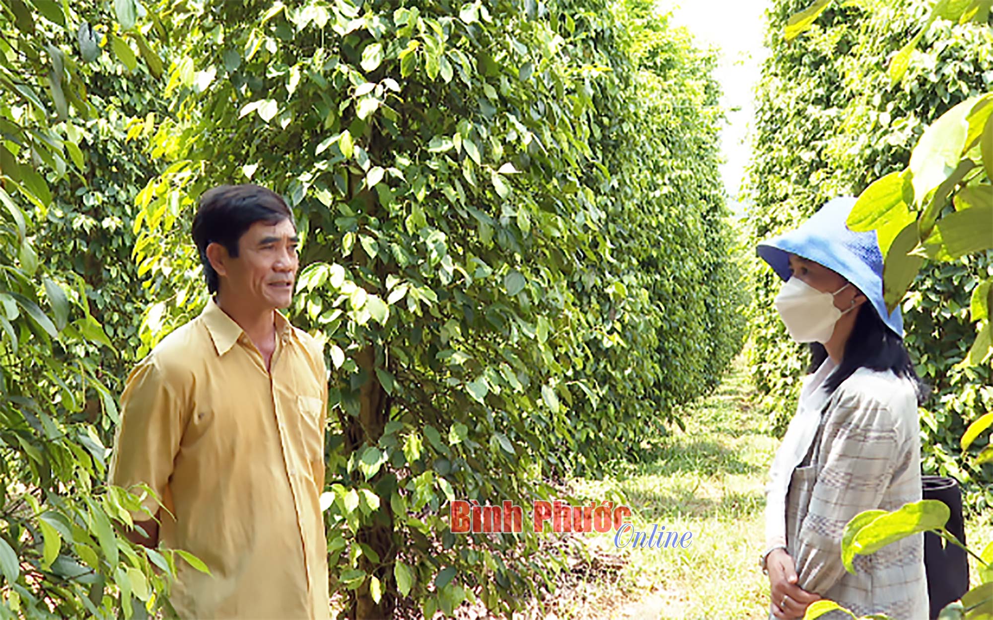 &quot;Bão giá&quot; phân bón, thuốc bảo vệ thực vật &quot;ập tới&quot;, nông dân nơi này xoay sở ra sao? - Ảnh 3.