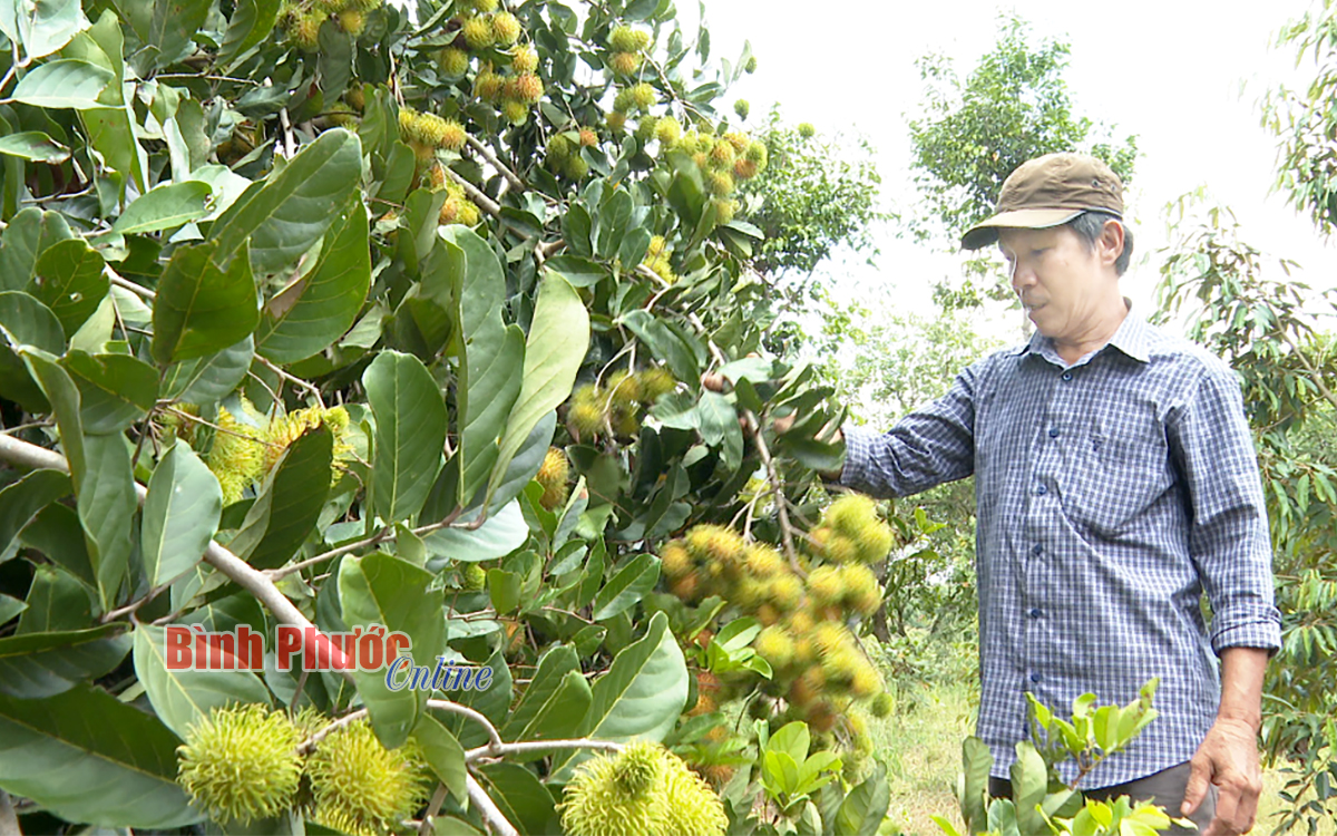 &quot;Bão giá&quot; phân bón, thuốc bảo vệ thực vật &quot;ập tới&quot;, nông dân nơi này xoay sở ra sao? - Ảnh 1.