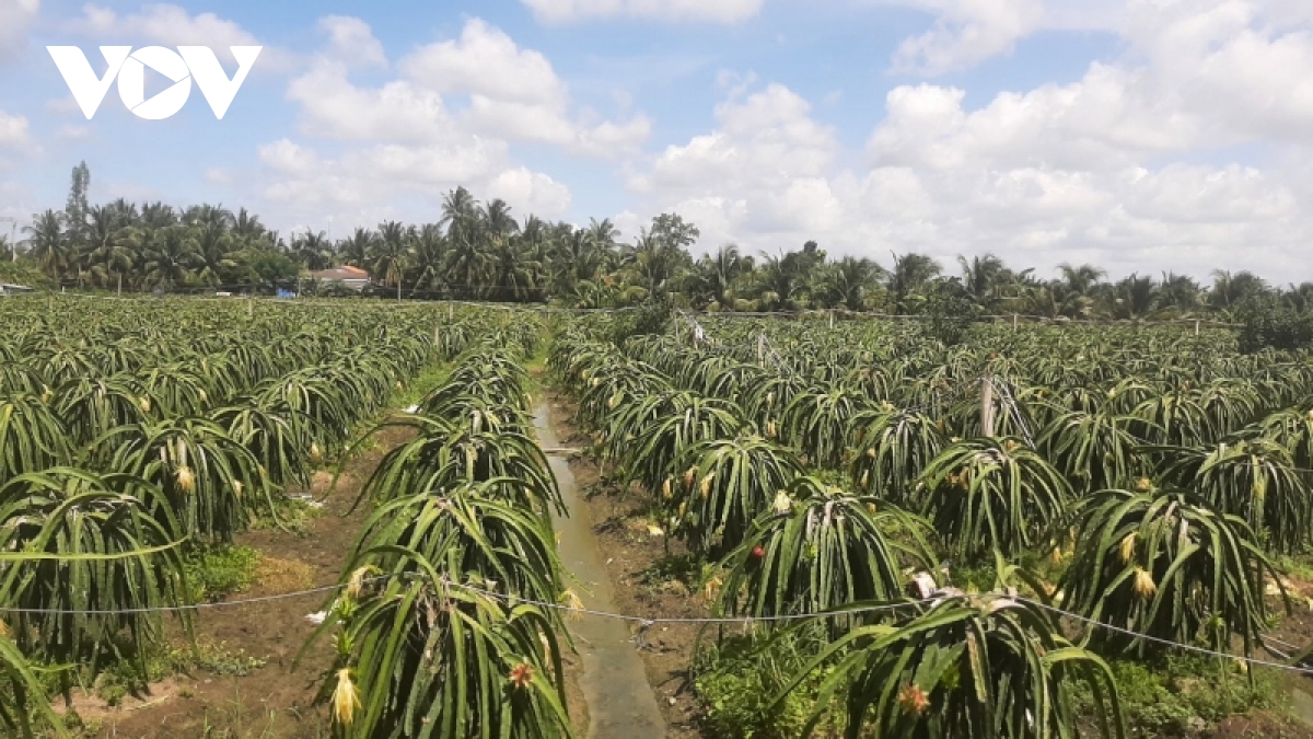 Phân bón, thuốc bảo vệ thực vật vẫn ở mức cao đang là gánh nặng cho nhà nông - Ảnh 2.