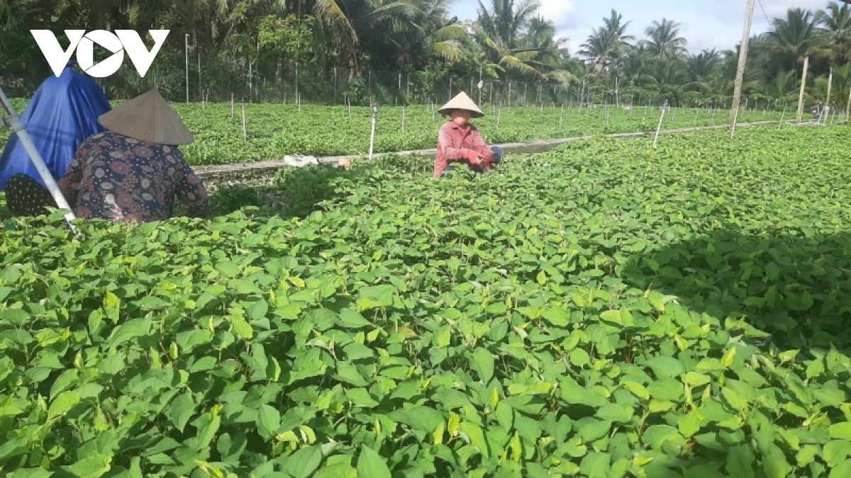 Phân bón, thuốc bảo vệ thực vật vẫn ở mức cao đang là gánh nặng cho nhà nông - Ảnh 3.