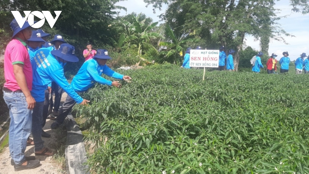 Phân bón, thuốc bảo vệ thực vật vẫn ở mức cao đang là gánh nặng cho nhà nông - Ảnh 4.