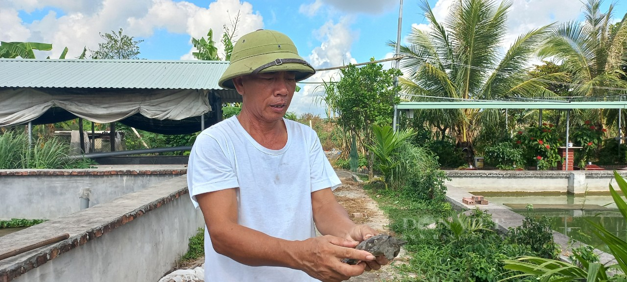 Hải Phòng: Nuôi thứ con cả ngày không kêu, hễ thấy người là lủi mất, nông dân bỏ túi hàng trăm triệu đồng - Ảnh 4.