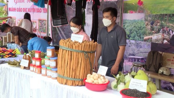Lào Cai: Bảo Yên lần đầu tổ chức Lễ hội quế - Ảnh 1. Lào Cai: Bảo Yên lần đầu tổ chức Lễ hội quế - Ảnh 1.