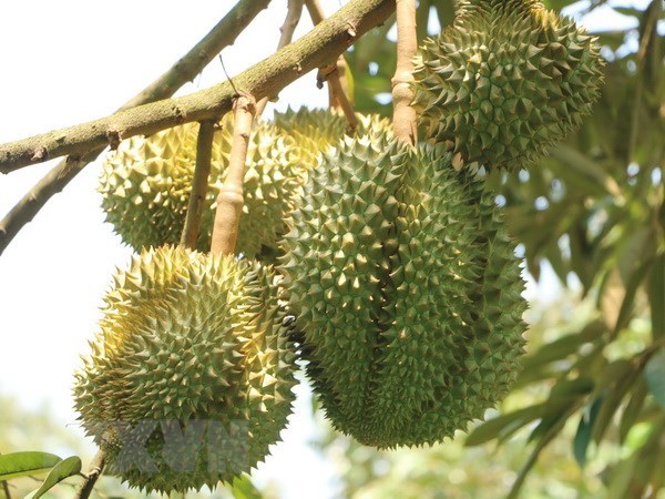 Giá sầu riêng tăng trở lại - Ảnh 1.