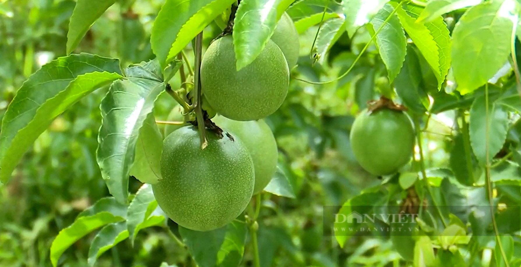 Chinh sách hỗ trợ nông nghiệp giúp Lai Châu có mô hình kinh tế mới - Ảnh 3.