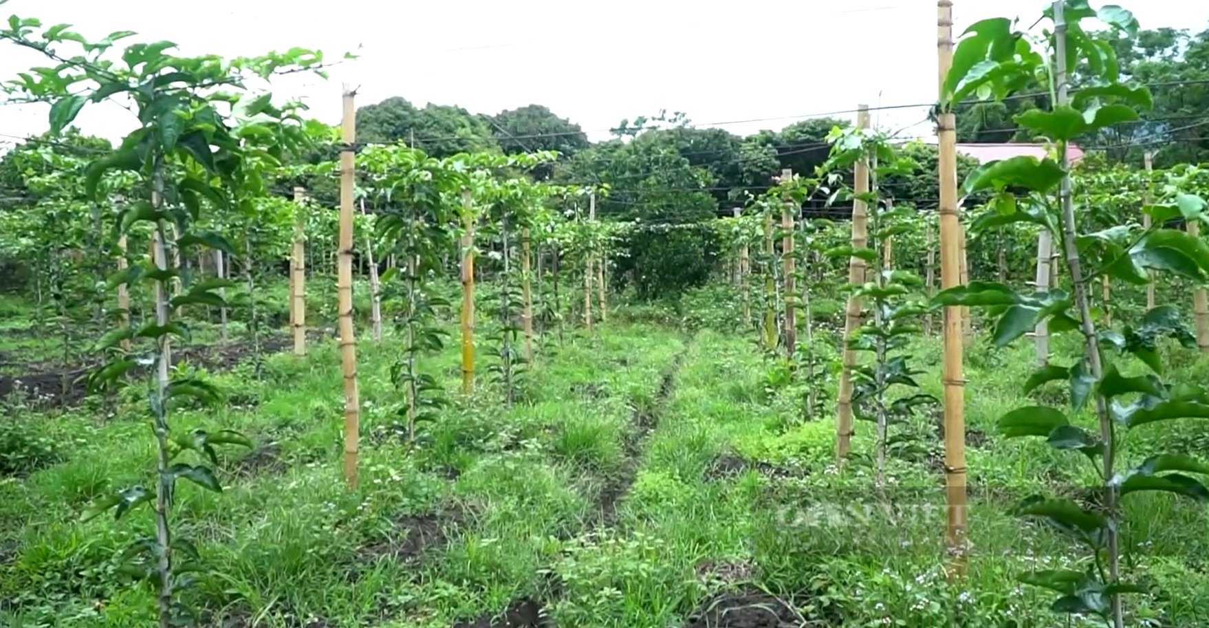 Chinh sách hỗ trợ nông nghiệp giúp Lai Châu có mô hình kinh tế mới - Ảnh 2.