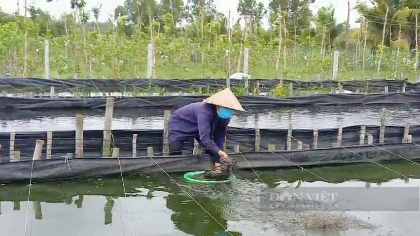 Phủ bạt nuôi loại cá mua về chỉ thả, anh nông dân lời đậm, không biết lỗ - Ảnh 5.