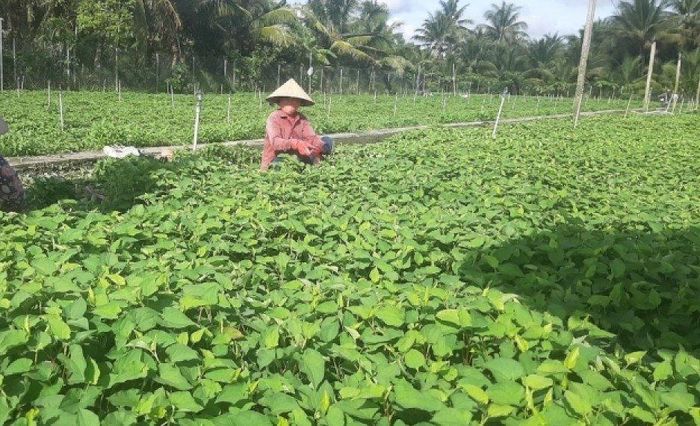 Nông dân vùng ĐBSCL dùng nhiều giải pháp tiết kiệm chi phí sản xuất - Ảnh 3.