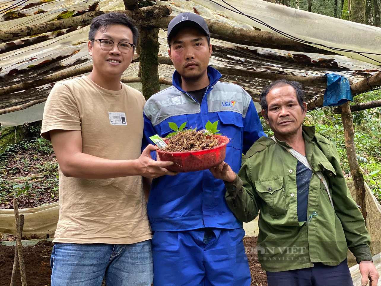 Kon Tum và Quảng Nam với giấc mơ đưa sâm Ngọc Linh đến thị trường quốc tế - Ảnh 3.