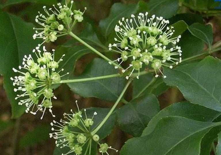 3 loại cây cảnh rất hiếm khi nở hoa, một khi đã nở hoa là phải cắt ngay và luôn - Ảnh 2.