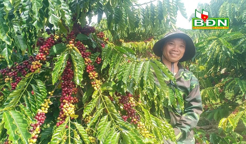 Trồng cà phê thả ngọn là cách trồng kiểu gì mà hễ ai đi qua vườn đều ngắm trái mãi không chán mắt? - Ảnh 1.