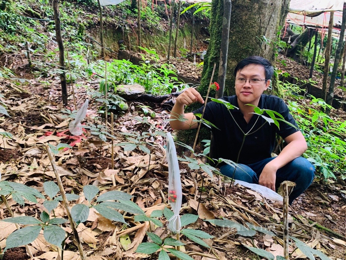 Kon Tum và Quảng Nam với giấc mơ đưa sâm Ngọc Linh đến thị trường quốc tế - Ảnh 6.