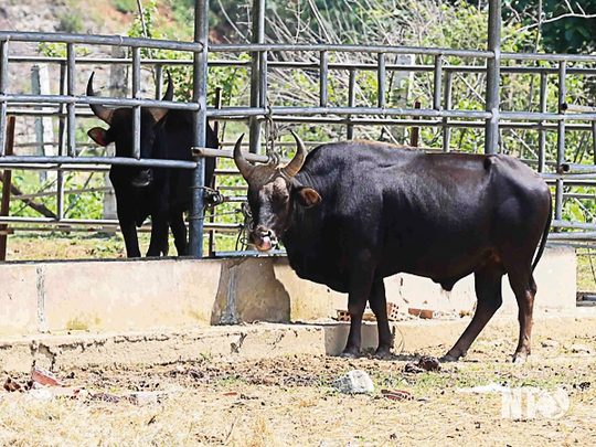 Ninh Thuận có suối Ô Căm - Vẻ đẹp thiên nhiên giữa núi rừng Bác Ái - Ảnh 1.