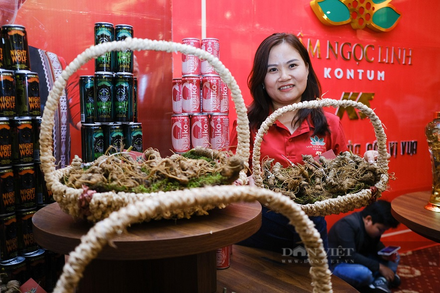 Kon Tum và Quảng Nam với giấc mơ đưa sâm Ngọc Linh đến thị trường quốc tế - Ảnh 5.