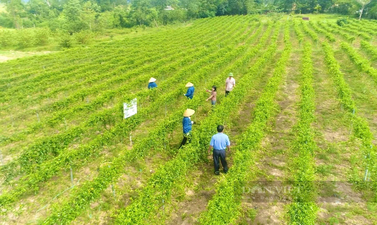 Nông dân sản xuất kinh doanh giỏi huyện Bố Trạch đưa sản phẩm OCOP gắn với phát triển du lịch cộng đồng - Ảnh 3.