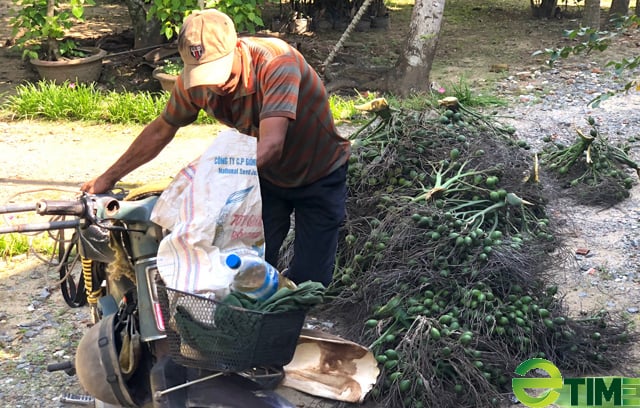 Quảng Ngãi: “Thủ phủ cau” đang hiện thực mục tiêu trở thành vùng nguyên liệu xuất khẩu 2000 ha  - Ảnh 5.