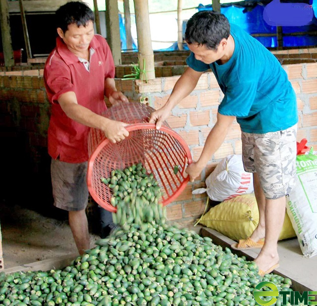 Quảng Ngãi: “Thủ phủ cau” đang hiện thực mục tiêu trở thành vùng nguyên liệu xuất khẩu 2000 ha  - Ảnh 6.