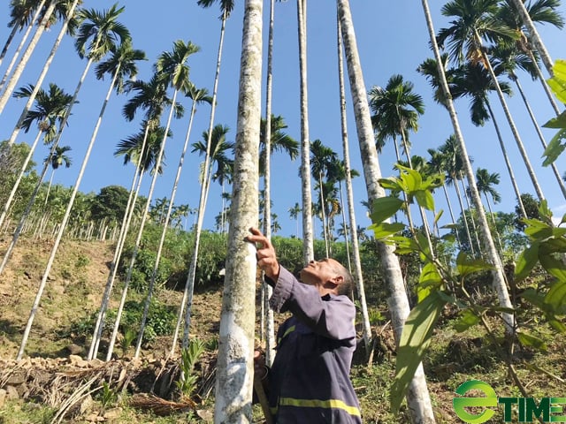 Quảng Ngãi: “Thủ phủ cau” đang hiện thực mục tiêu trở thành vùng nguyên liệu xuất khẩu 2000 ha  - Ảnh 3.