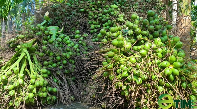 Quảng Ngãi: “Thủ phủ cau” đang hiện thực mục tiêu trở thành vùng nguyên liệu xuất khẩu 2000 ha  - Ảnh 8.