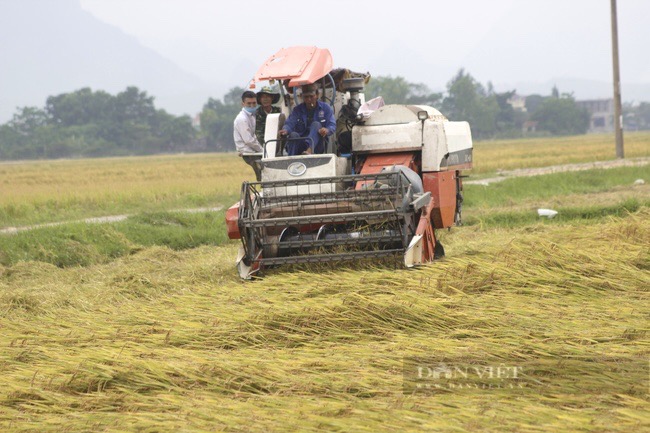 Quảng Bình: Nông dân phấn khởi khi giống lúa mới đạt năng suất cao được thu mua ngay tại ruộng - Ảnh 3.