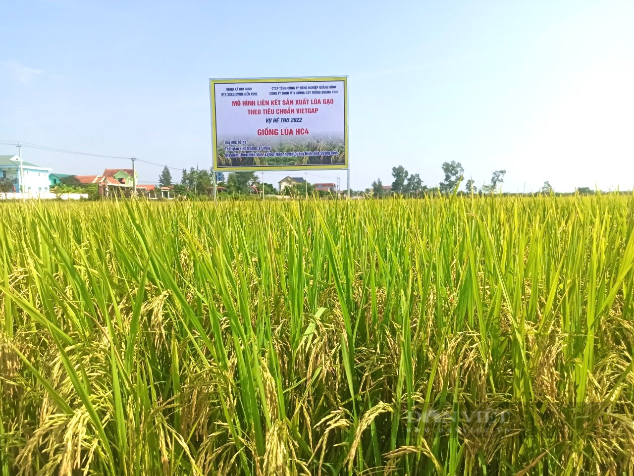 Quảng Bình: Nông dân phấn khởi khi giống lúa mới đạt năng suất cao được thu mua ngay tại ruộng - Ảnh 2.