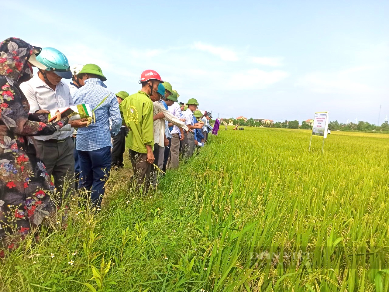 Quảng Bình: Nông dân phấn khởi khi giống lúa mới đạt năng suất cao được thu mua ngay tại ruộng - Ảnh 1.