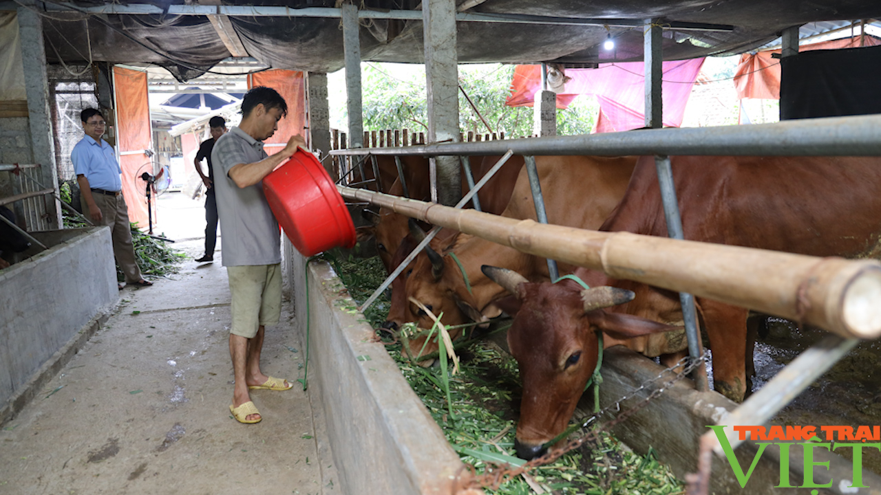 Triệu phú nuôi bò vùng đất xứ Mường  - Ảnh 2.