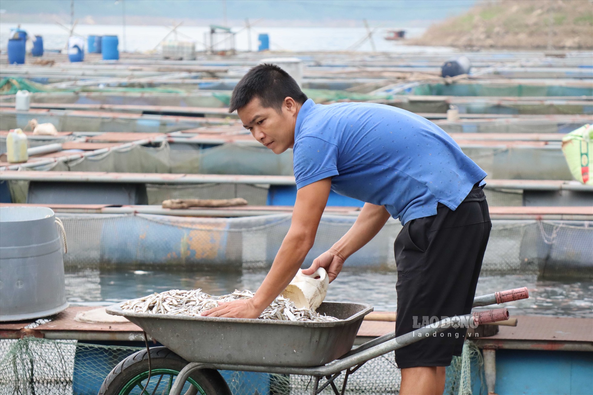 Cận cảnh trại cá lồng lớn nhất vùng lòng hồ Hòa Bình - Ảnh 11.