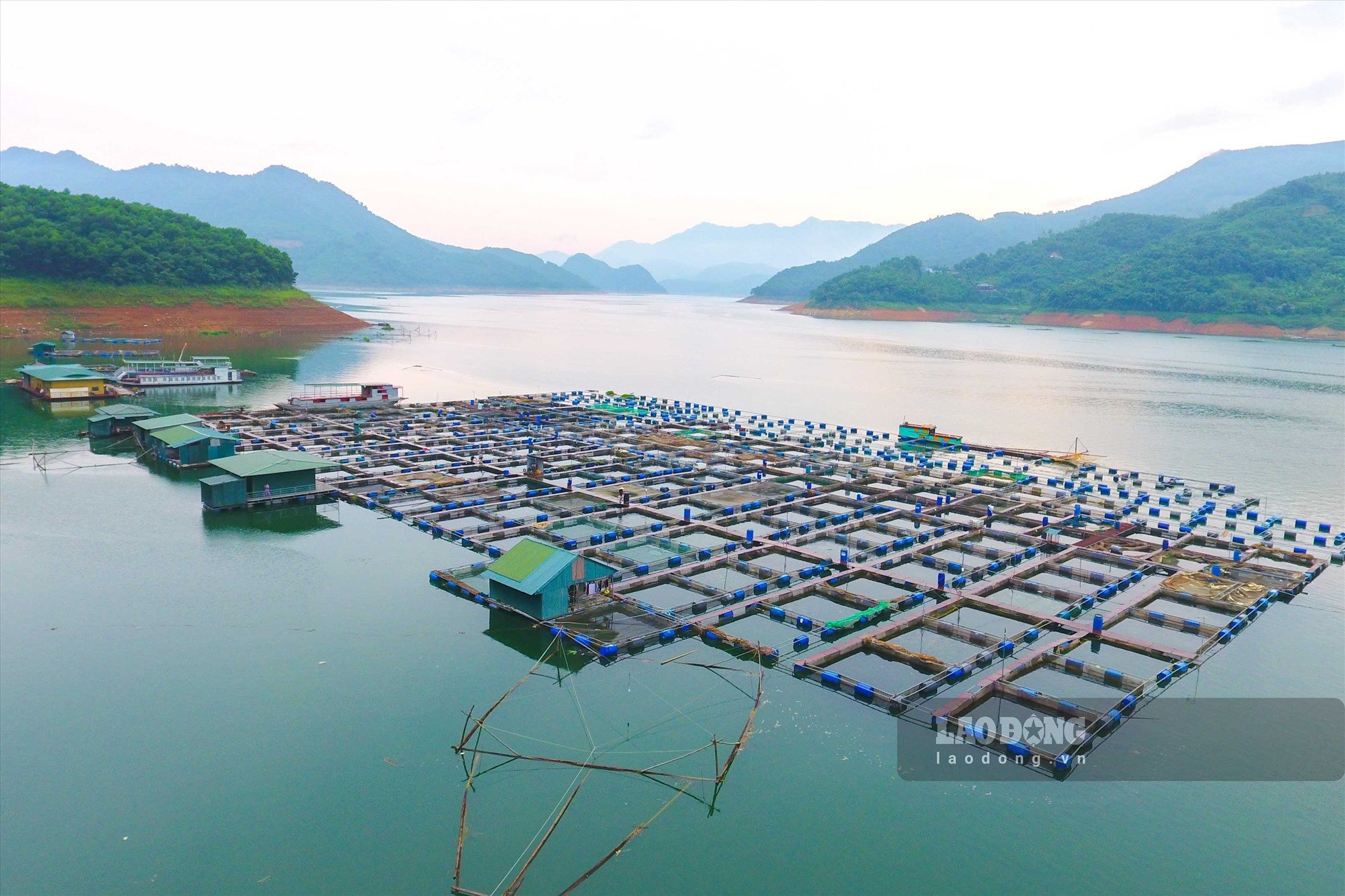 Cận cảnh trại cá lồng lớn nhất vùng lòng hồ Hòa Bình - Ảnh 3.
