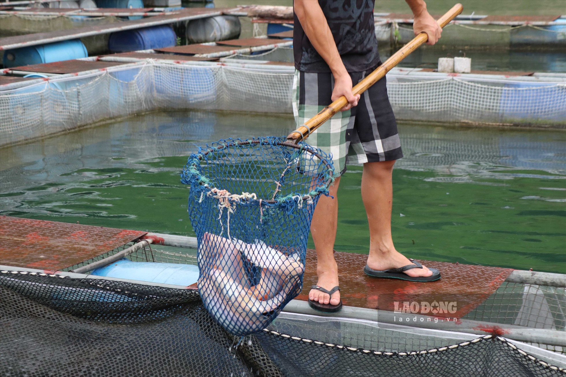 Cận cảnh trại cá lồng lớn nhất vùng lòng hồ Hòa Bình - Ảnh 9.