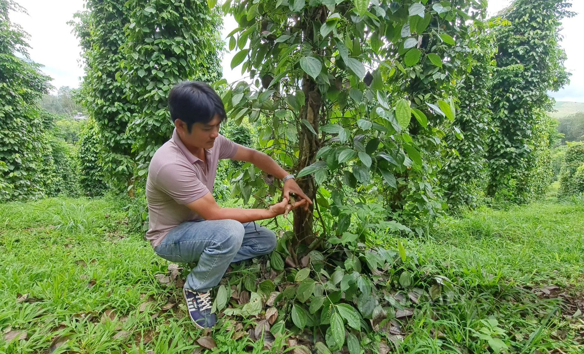 Đi dự Lễ hội sầu riêng về, một nông dân tá hỏa vì vườn sầu riêng, tiêu bị phá hoại - Ảnh 2.