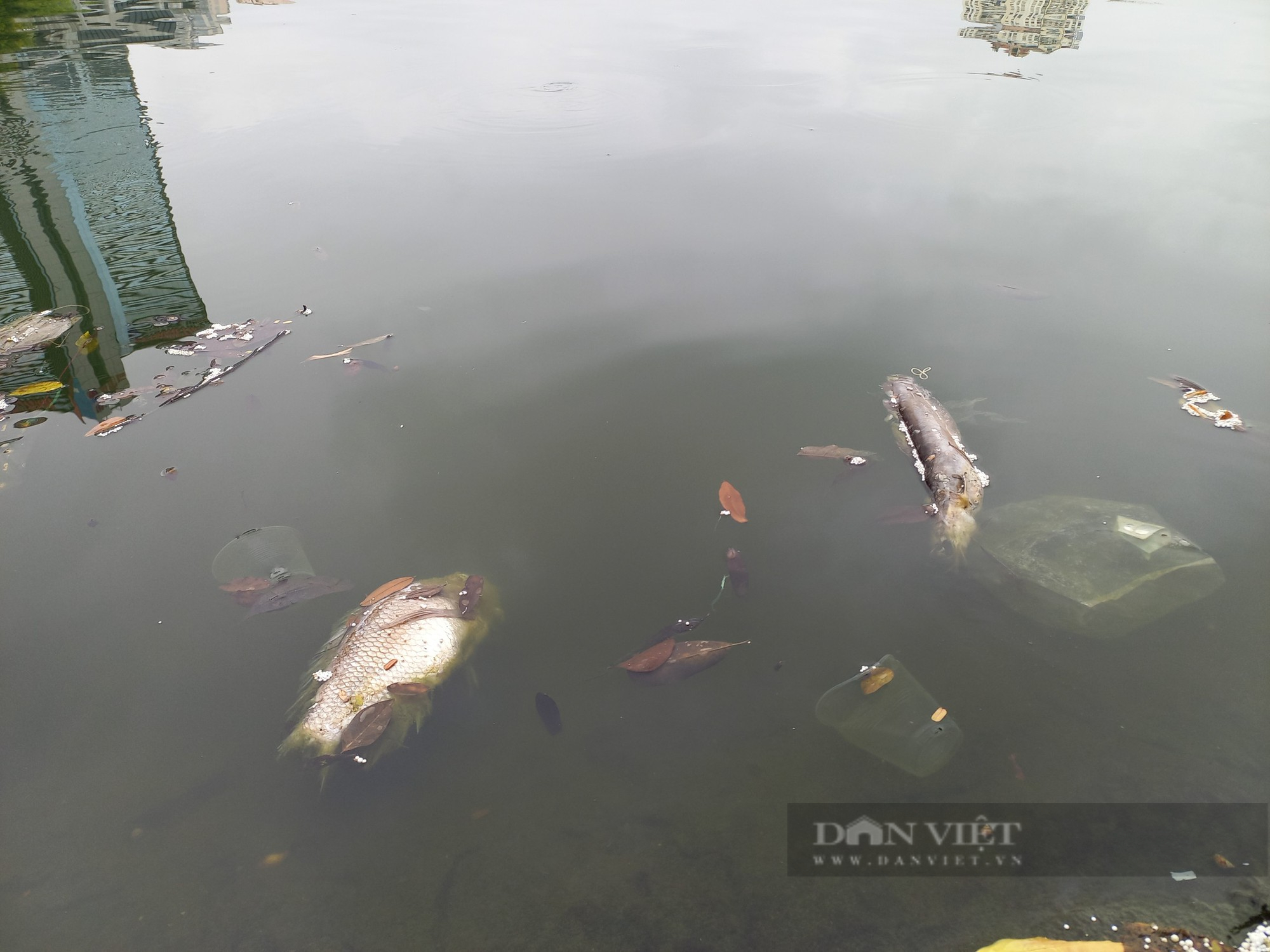 Câu cá có thưởng trái phép ở hồ công ích: Chủ hồ vô trách nhiệm với nhiệm vụ được giao - Ảnh 2.