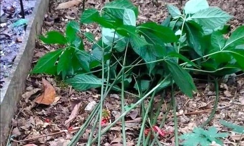 Kẻ gian nhổ trộm 30 cây sâm Ngọc Linh của dân, thiệt hại nửa tỷ đồng - Ảnh 2.