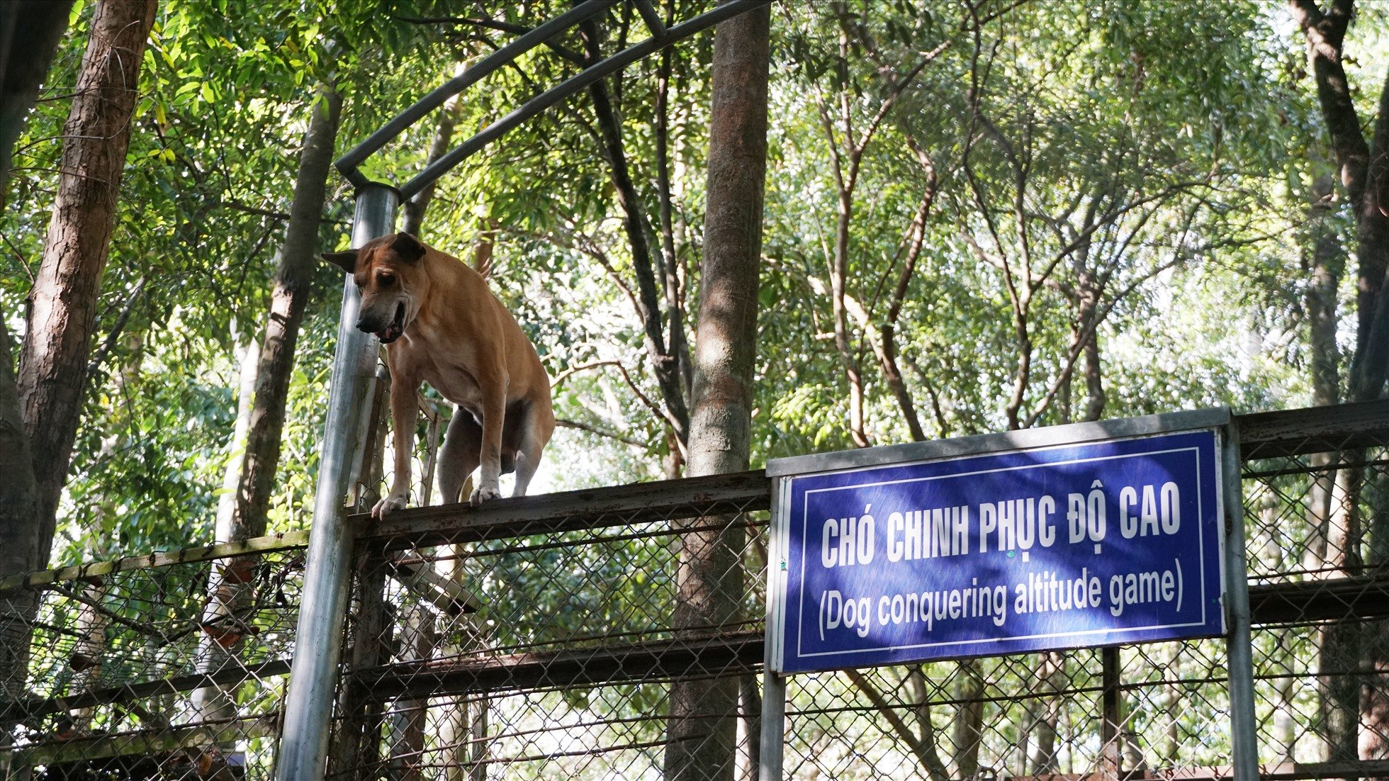 Loài &quot;Quốc khuyển&quot; có xoáy lưng, biết đào hang chỉ có ở Việt Nam - Ảnh 8.