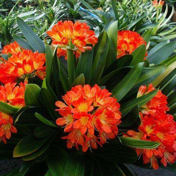 4 loại cây cảnh nên trồng vào tháng 9 để thưởng thức hoa suốt mùa đông, thậm chí chơi được cả đến Tết  - Ảnh 2.