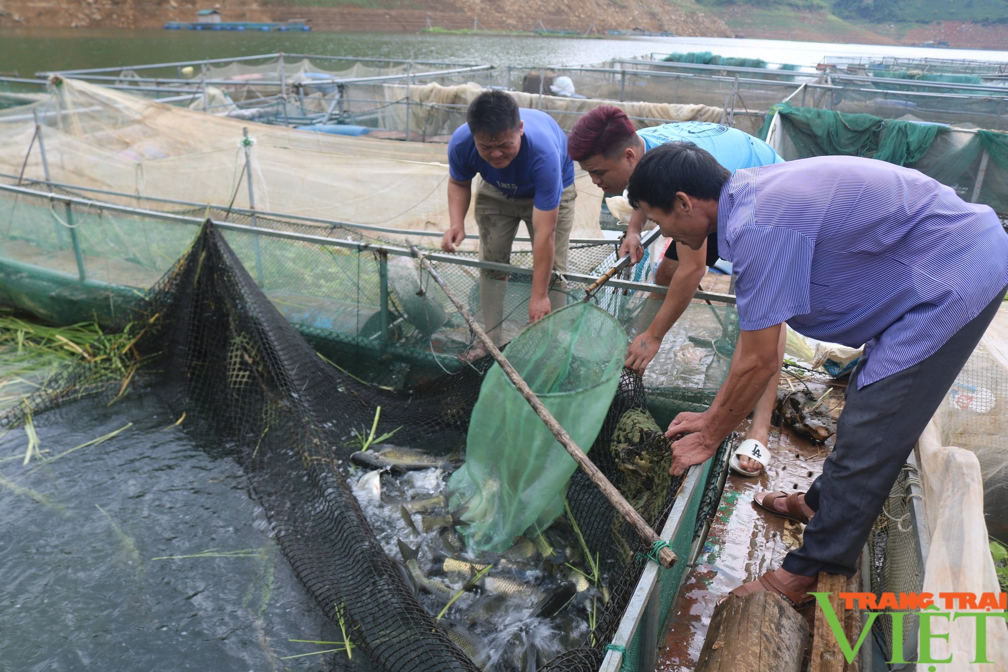 Liên kết phát triển nuôi cá lòng trên vùng lồng hồ thủy điện Sơn La - Ảnh 3. Liên kết phát triển nuôi cá lòng trên vùng lồng hồ thủy điện Sơn La - Ảnh 3.