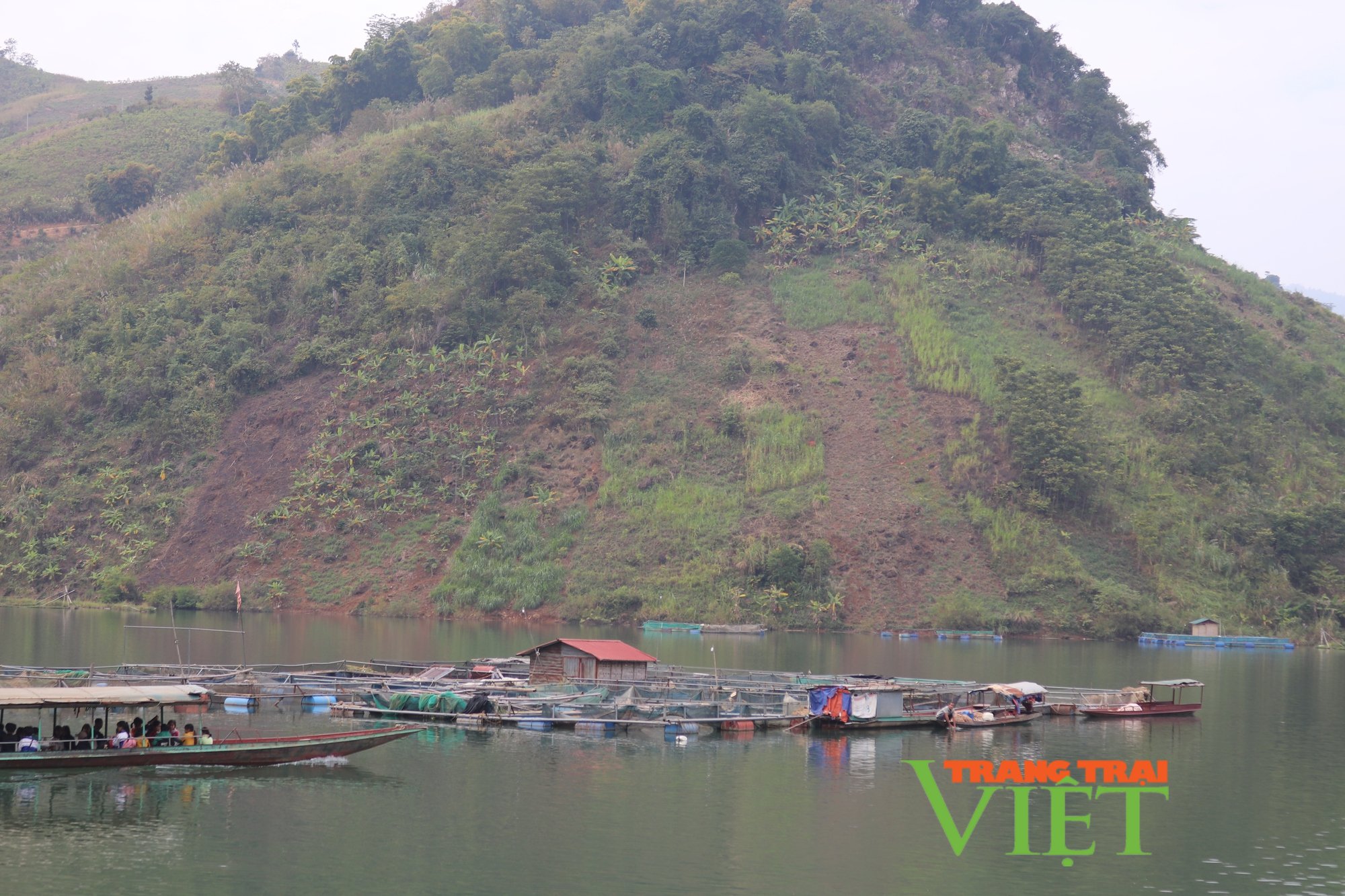 Liên kết phát triển nuôi cá lòng trên vùng lồng hồ thủy điện Sơn La - Ảnh 2. Liên kết phát triển nuôi cá lòng trên vùng lồng hồ thủy điện Sơn La - Ảnh 2.