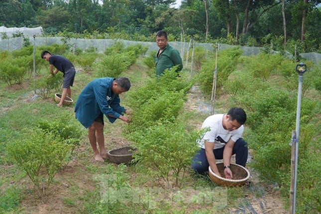 Cận cảnh giống ớt đắt nhất thế giới đem lại thu nhập trăm triệu - Ảnh 4.