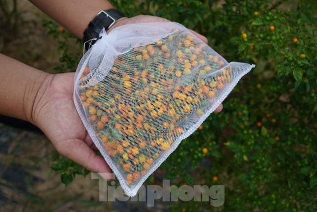 Cận cảnh giống ớt đắt nhất thế giới đem lại thu nhập trăm triệu - Ảnh 7.